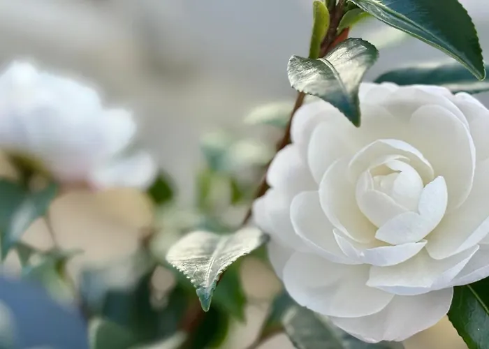  Las Camelias